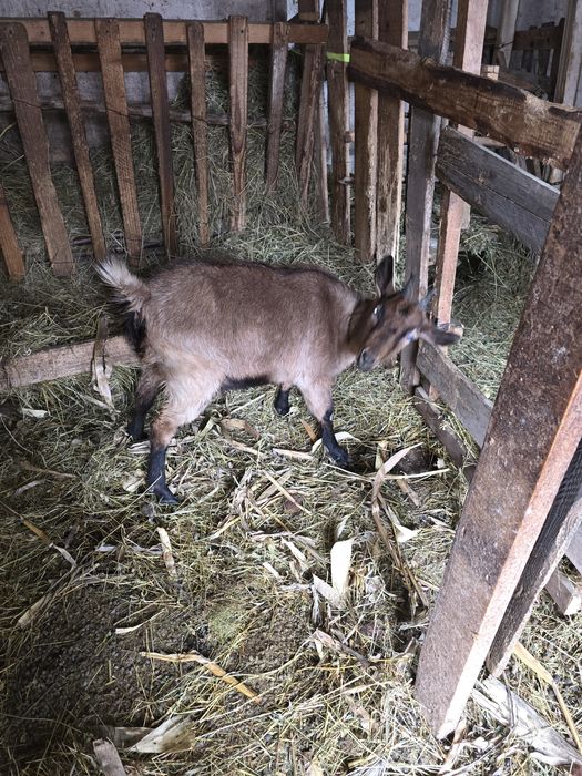 Vând iedita alpina franceza