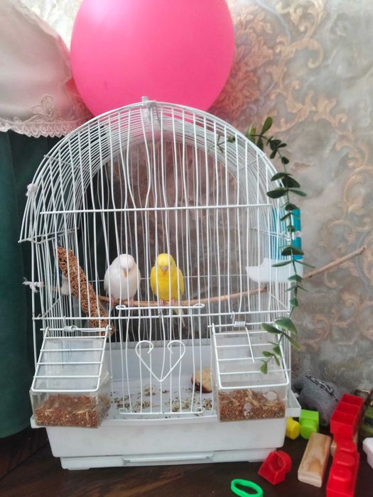 Продам волнистый попугай пара