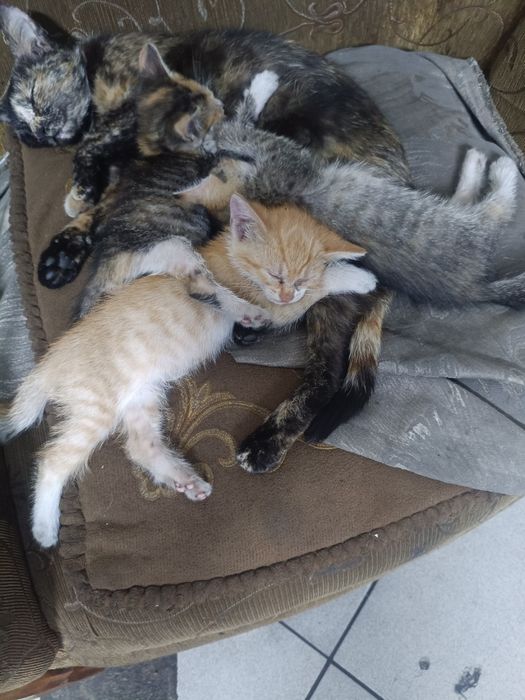 Котят в добрые руки