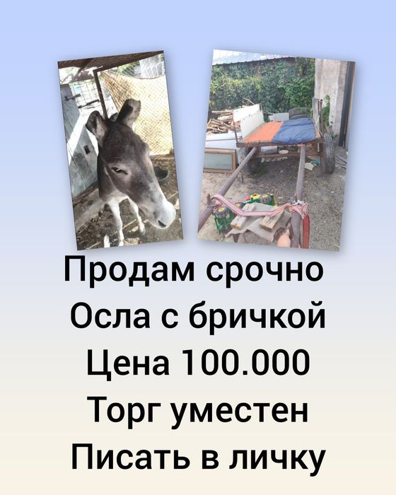 Продам срочно осла с бричкой