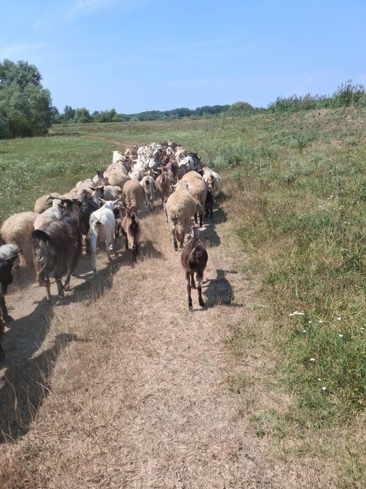 Vând 40 de capre foarte bune de lapte.Se pot vedea,mai multe detalii la numarul de telefon:0731891703