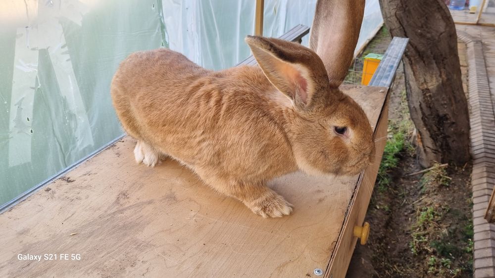 Бургун куен сотилади самец!