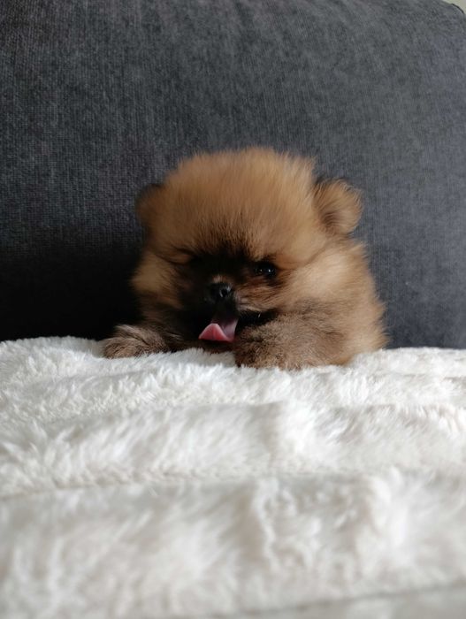 Продавам  чистокръвни померанчета.