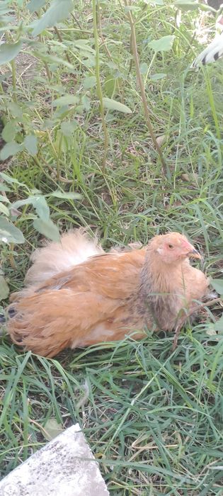 Bramma zotli tovuqlar sotiladi soni 3ta