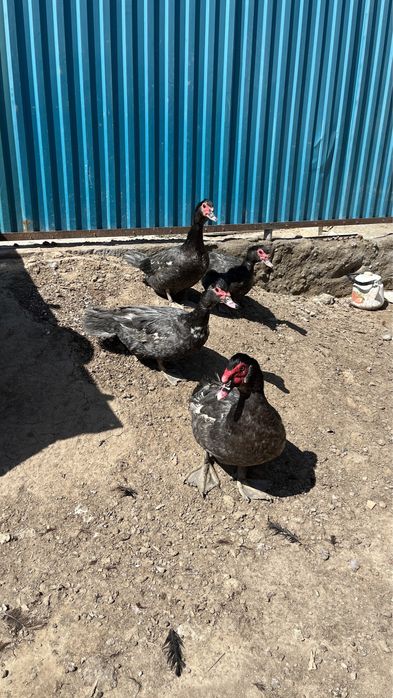 Тяж. Линия Индоутка