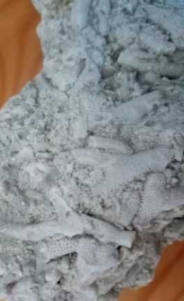 Фосили колония бриозои