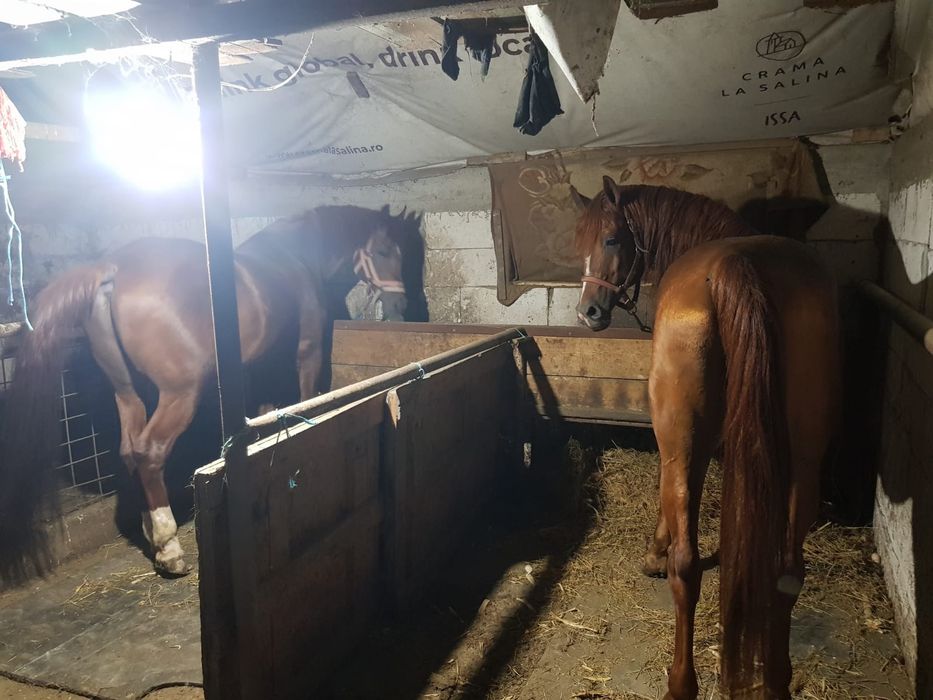 O pereche iepe Lipițene