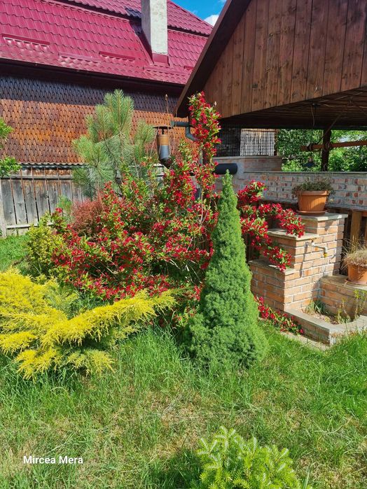 Vanzare casa Baia de Aries