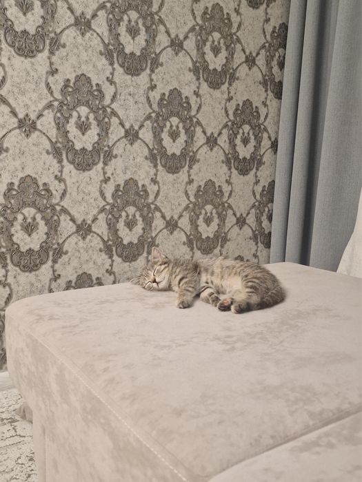 Очаровательная кошечка (3 мес) в добрые руки