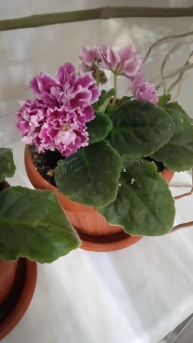 Фиалка сортовая(район Тулпар-Мечеть)