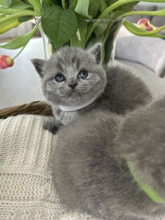British shorthair Blue and Cappucino