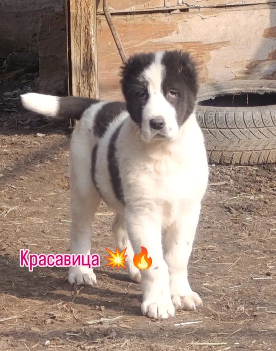 Эксклюзивные мощные супер красавицы девочки