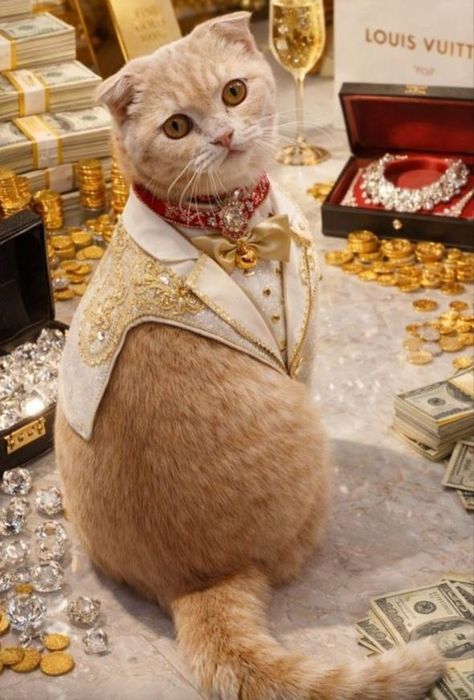 Скотш фолд котята и мама