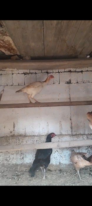 Дакандар сатылады