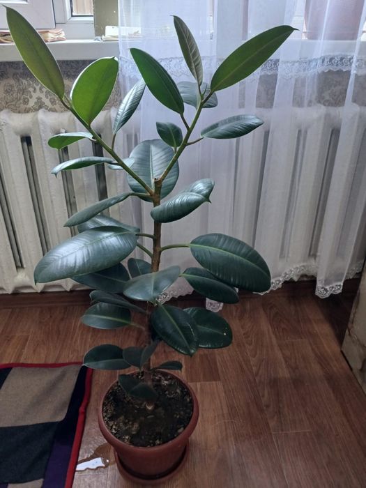 Цветы живые комнатные