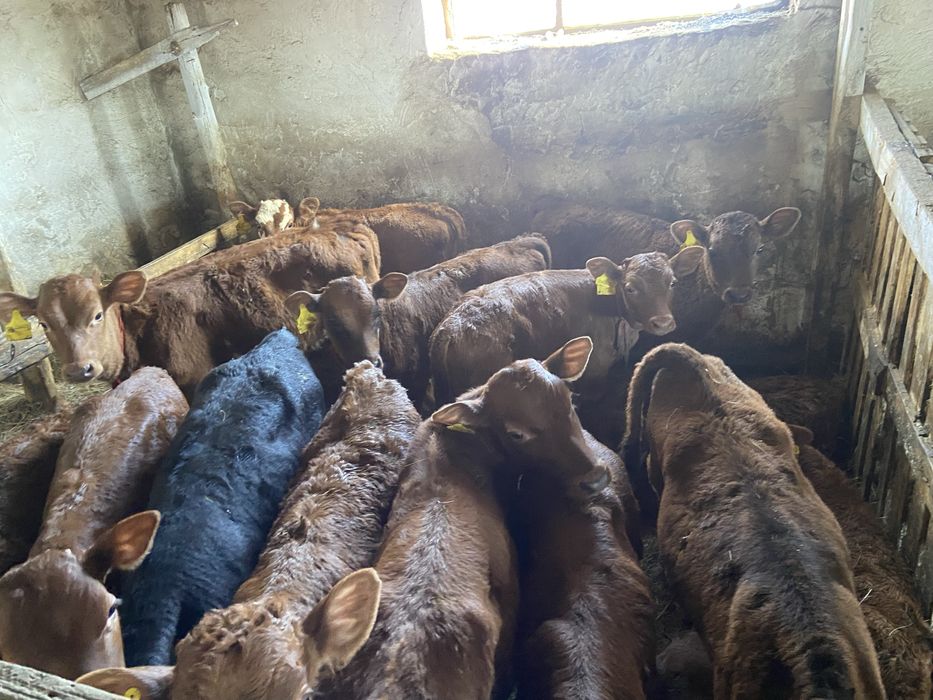 Телята Бузаулар