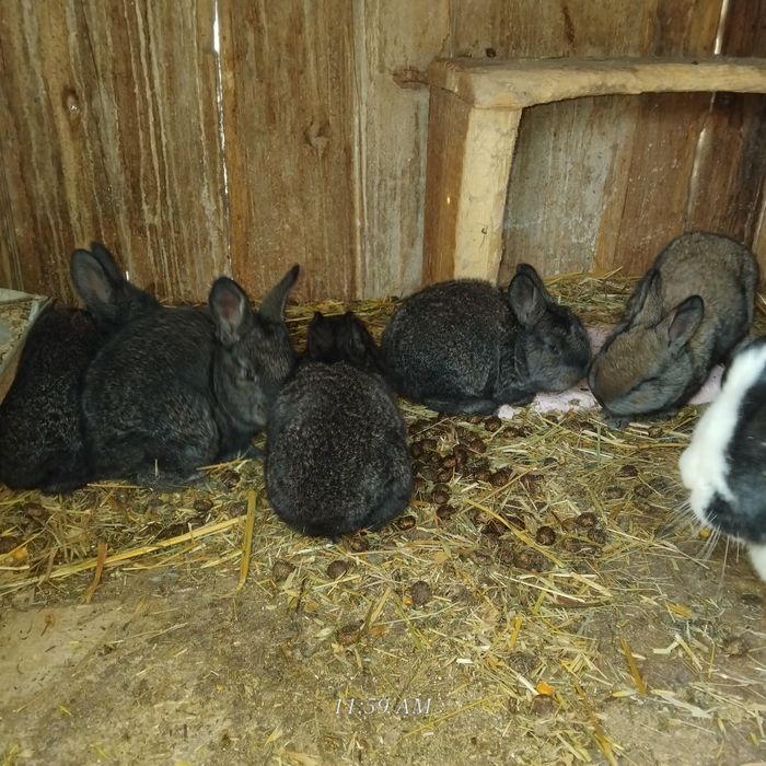 Vând iepurași mici și mari