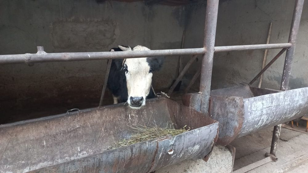 Құнажын сатылады