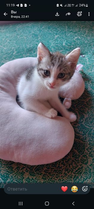 Отдам котёнка добрым людям