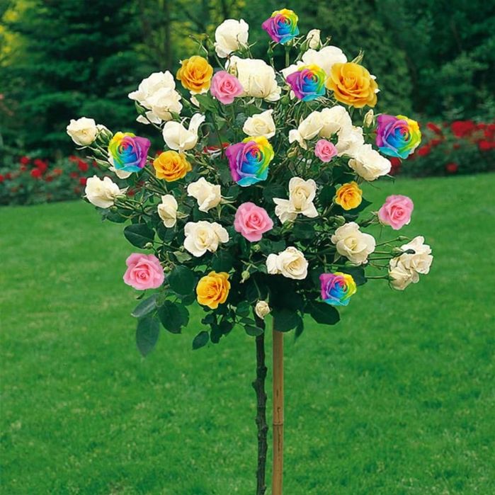 Trandafiri Pomisori În 3 Culori