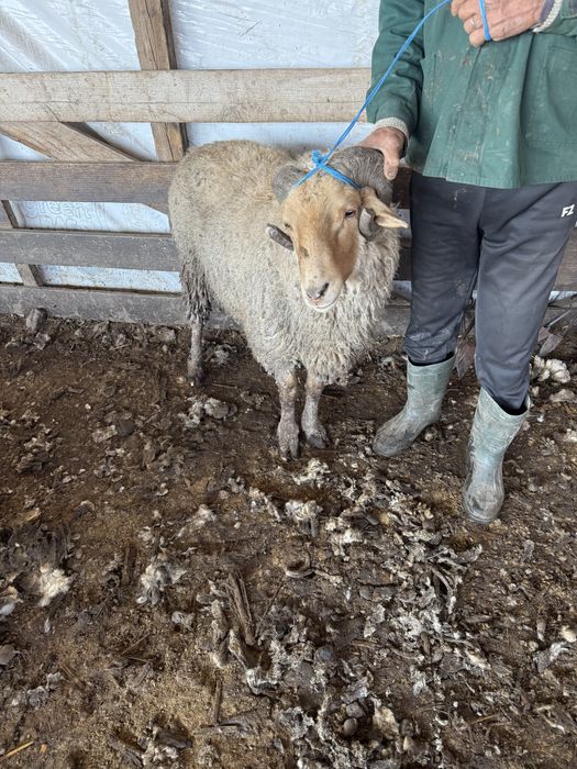 Vand un berbec si doua capre