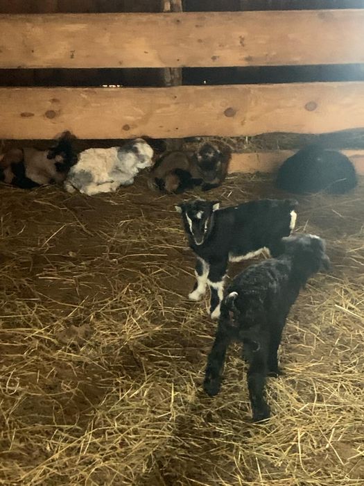 Disponibil ieduti de cateva zile