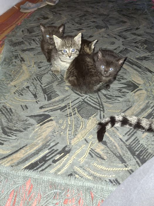 Милые котята все мальчики