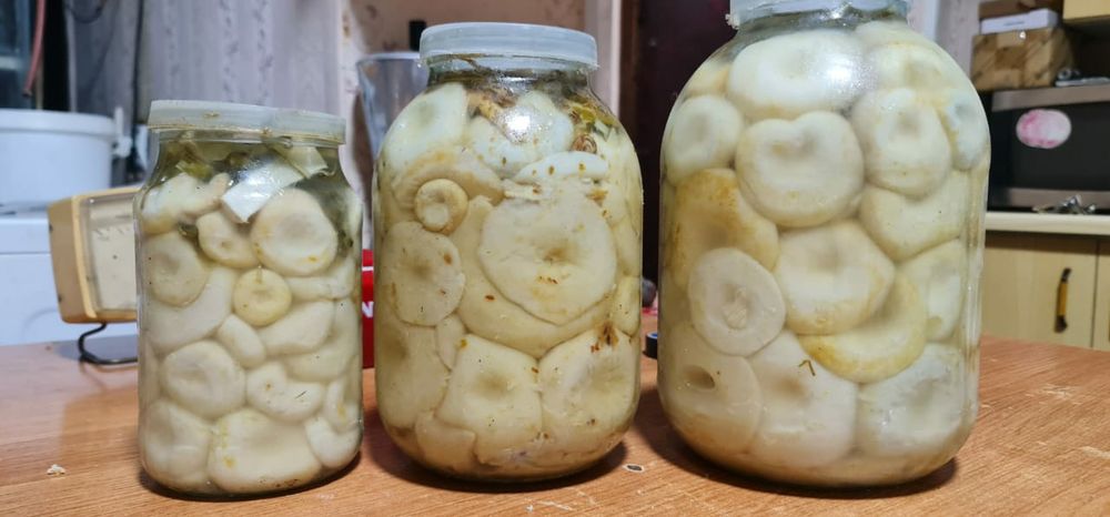 Грибы отборного качества