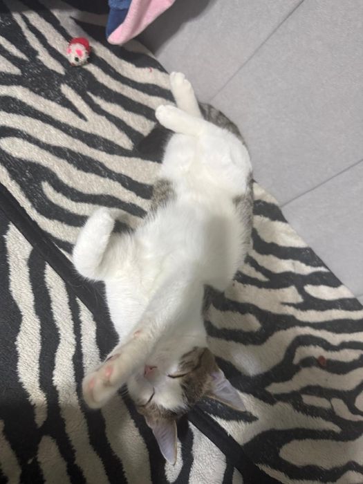 Кошка мальчикккк
