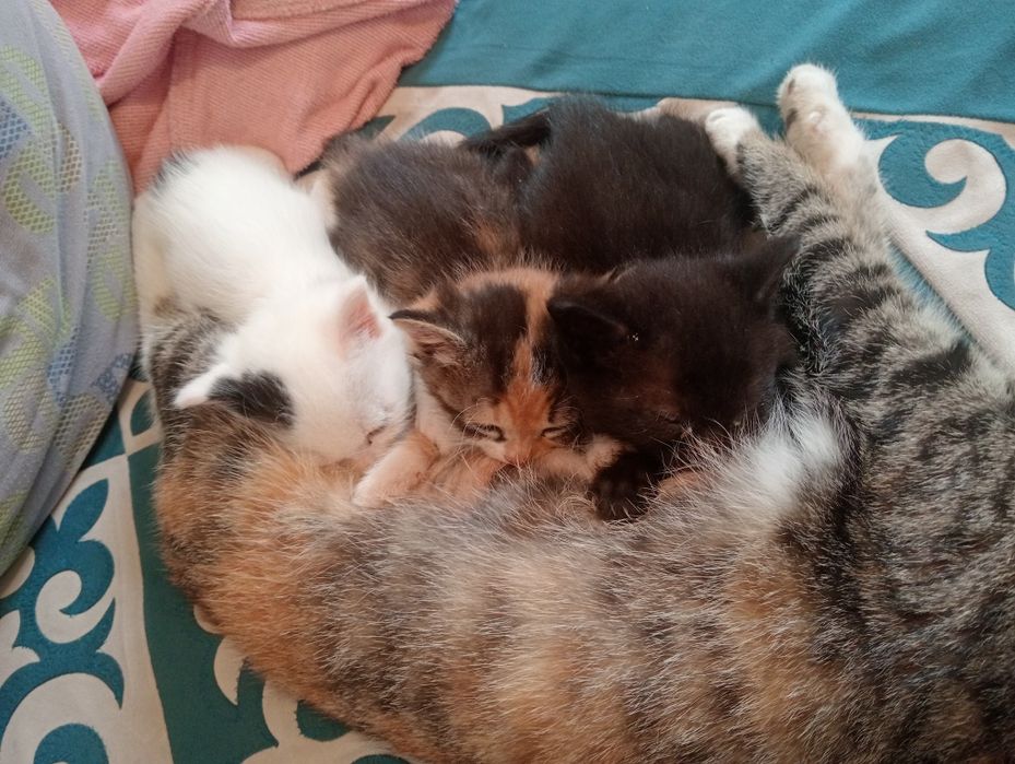 Котята отдам хороший руке