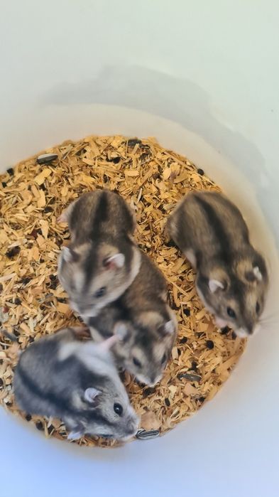 Vând hamsteri siberieni