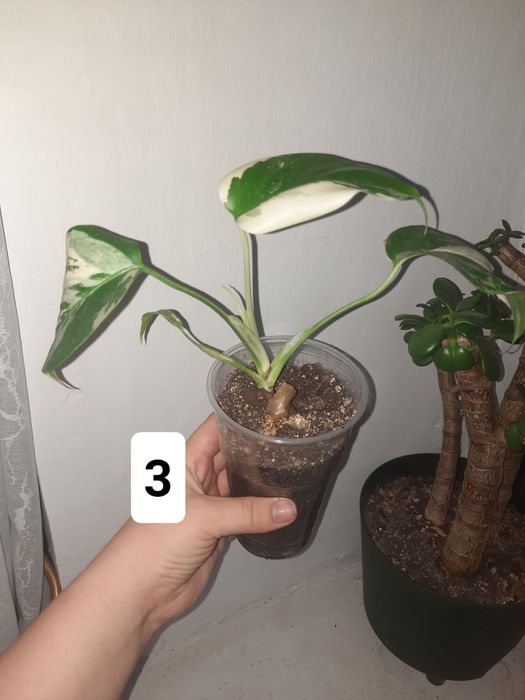 Монстера альба детишки