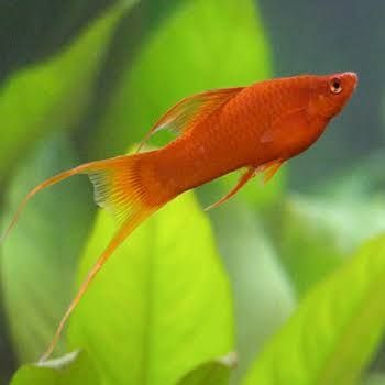 Молонезии и меченосцы