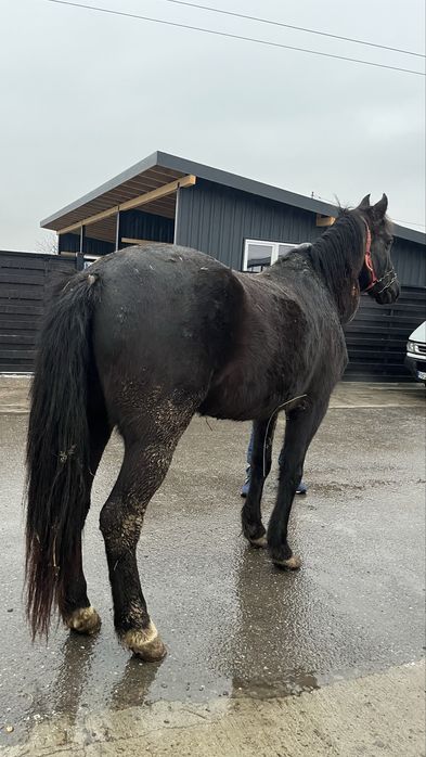 Vând cal castrat de 6 ani