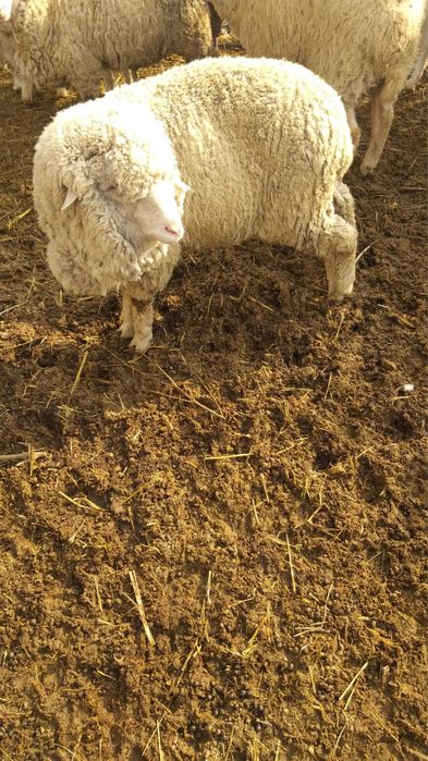 Кой сатылады / Продам баранов