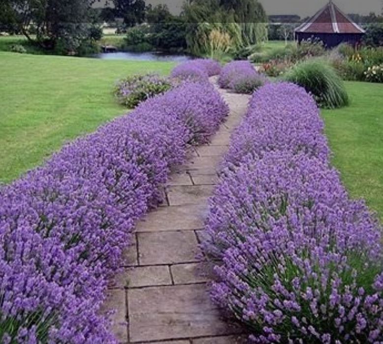 Лаванда узколистная 15000