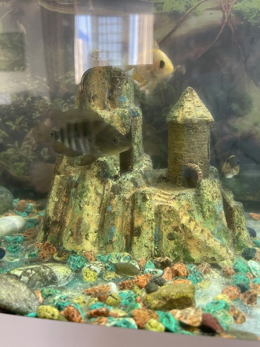 Аквариум с рыбками