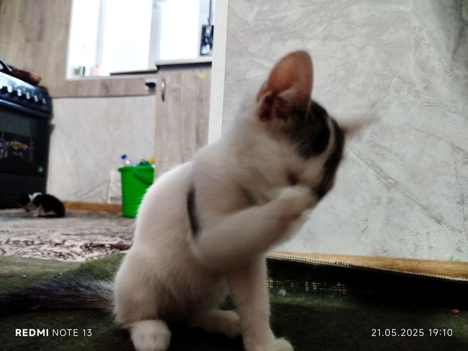 Срочно ищем хорошие руки.