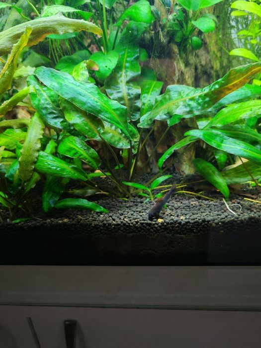 Растения за аквариум и скариди, охлюви хелена
