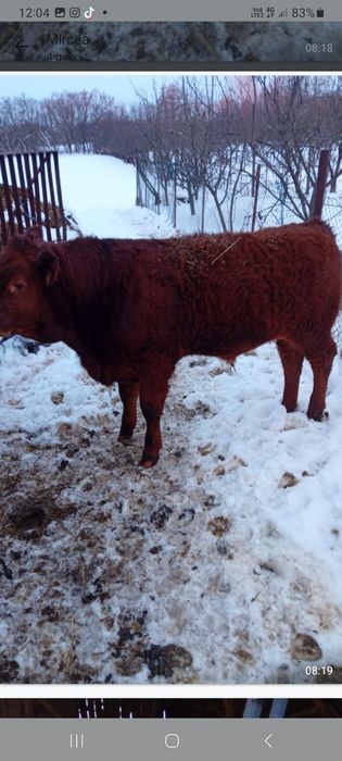 Vand 2 vitei pret 23/kg