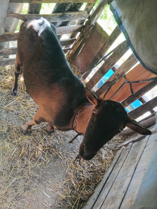 Care alpine originala