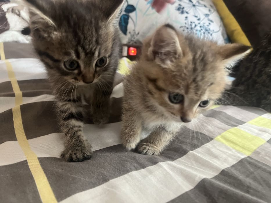 Отдам котят в хорошие руки