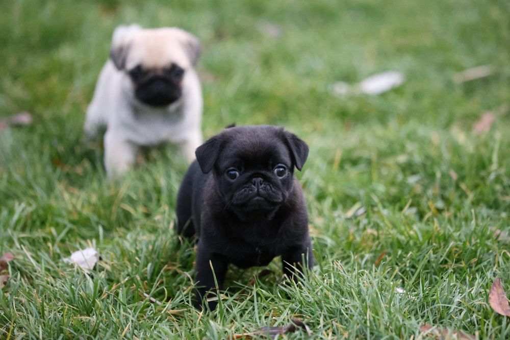 Mops Pug Negru Canisa autorizata Dogisland K9