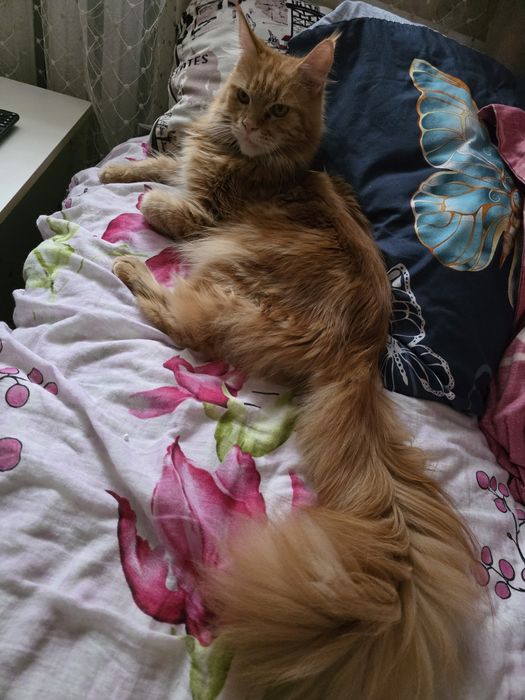 Продам кошку мейкун