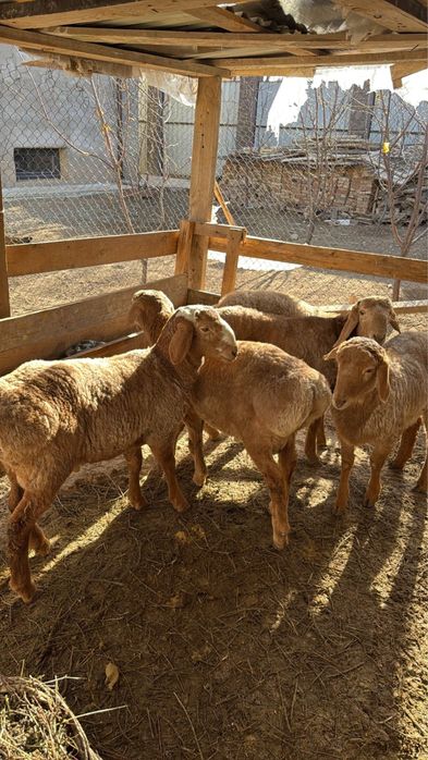 Арашан бараны баран