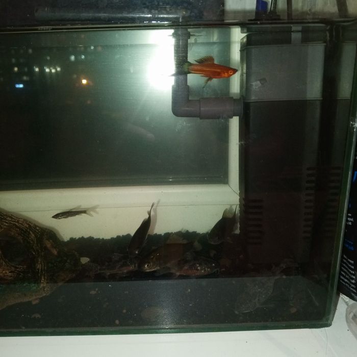 Аквариум с рыбами и декором