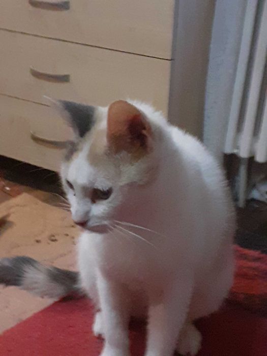 O  pisica, de 1 an, si un motanel de 2 luni!