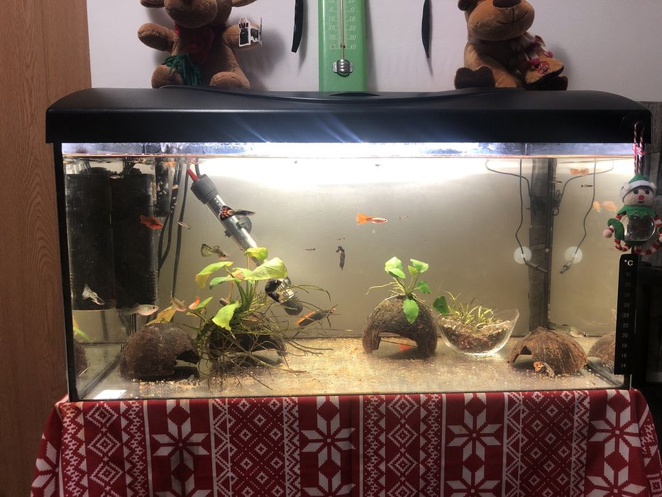 Acvariu diversa  60x30x30 de vanzare 600 lei