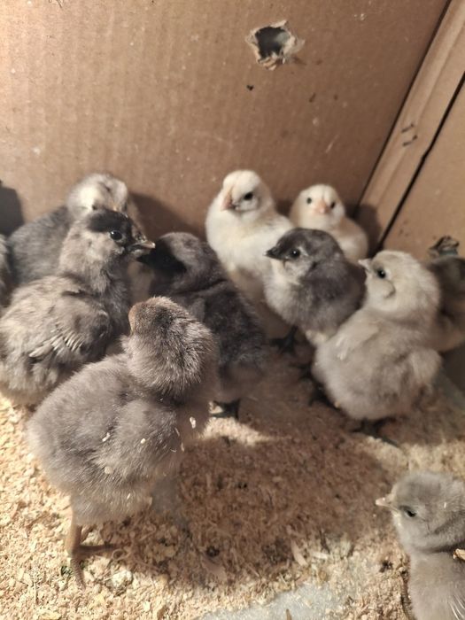 Жужа амераукана 30000минг