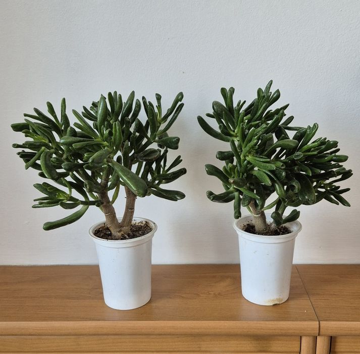 Крассулы (суккуленты)